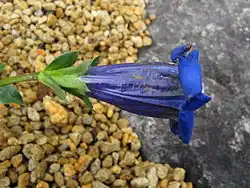 Korunní trubka