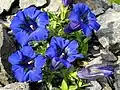 Hořec bezlodyžný (Gentiana acaulis)
