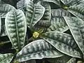 Psychotria ankasensis s ozdobnými listy
