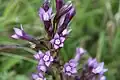 Gentianella aspera