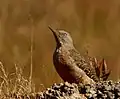 Geocolaptes olivaceus