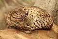 Kočka slaništní v zoo v Cincinnati