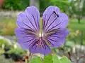 Kakost Geranium erianthum (kakostovité)