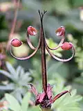 Puklý plod kakostu krvavého (Geranium sanguineum)