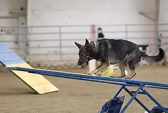Dospělý vlkošedý pes překonávající překážku v agility