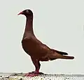 Německý dlouhozobý rejdič