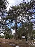 Památná borovice Giant Black Pine