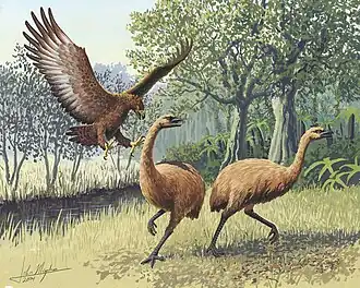 Moa a orel Haastův patří k druhům vymřelým v holocénu