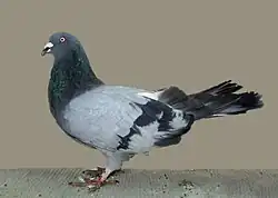 Říman