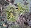 Plodenství G. diversifolia s nažkami