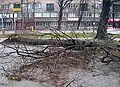 Polámané stromy po vichřici