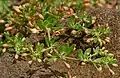 Glinus oppositifolius