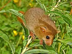 Plšík lískový (Muscardinus avellanarius)