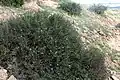 Pouštní druh Globularia arabica
