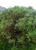 Koulenka vrbová (Globularia salicina), keřovitý druh rozšířený v Makaronésii