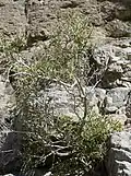 Glossopetalon spinescens v Nevadě