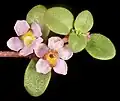 Glossostigma sp.