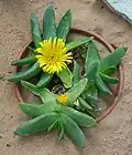 Glottiphyllum salmii