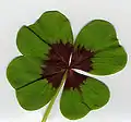 List čtyřčetný (Oxalis tetraphylla)