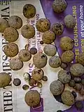 Plody Gluta travancorica