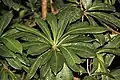 Listy Gluta travancorica