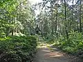 Cesta ke kapli