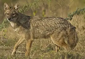 Canis aureus aureus