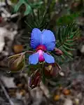 Květ Gompholobium cyaninum