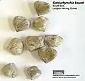 Goniurhynchia boueti z jury