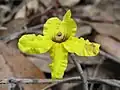 Květ Goodenia hederacea