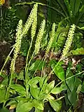Kvetoucí Goodyera procera (tropická a subtropická Asie)