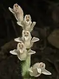 Květenství Goodyera schlechtendaliana (Asie)