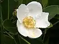 Květ Gordonia lasianthus