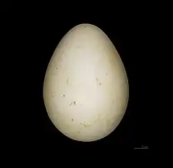 Vejce tučňáka žlutorohého