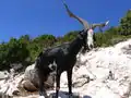 Capra aegagrus