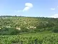 Gornja Vrućica