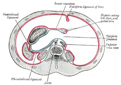 Schema uspořádání pobřišnice v epigastriu: malé omentum probíhá mezi žaludkem a játry (zde již nad úrovní řezu), jeho volný okraj je lig. hepatoduodenale, ve kterém probíhá žlučovod, jaterní tepna a vrátnicová žíla. Dorsálně je foramen epiploicum, bursa omentalis je vyznačena modře.