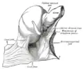 Ileum I