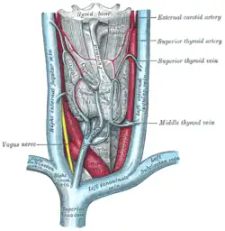 Venae brachiocephalicae. Gray's Anatomy, 1918