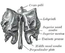 Čichová kost, frontální pohled Gray's Anatomy, 1918