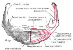Jazylka; Gray's Anatomy, 1918