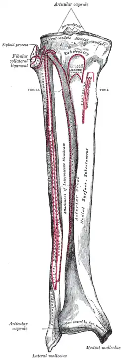 Holenní (vpravo) a lýtková kost. (Gray's Anatomy, 1918)