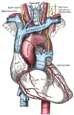 Horní dutá žíla je nalevo od aorty. Gray's Anatomy, 1918