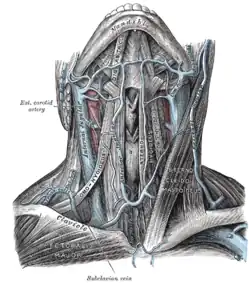 Žíly krku, frontální pohled. Gray's Anatomy, 1918