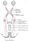 Průběh zrakových nervů. Gray's Anatomy, 1918