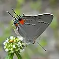 Modrásek Strymon melinus