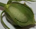 Housenka modráska Strymon melinus