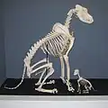 Srovnání kostry německé dogy a čivavy