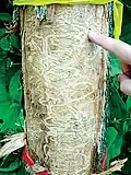 Požerky larev druhu Agrilus planipennis