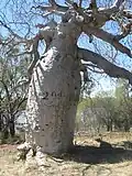 Baobab Gregorův
